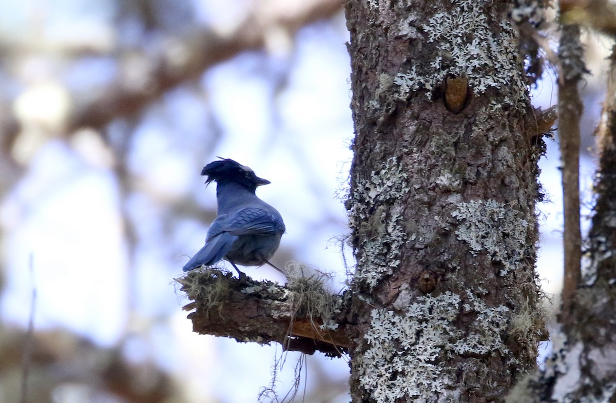Steller's Jay (Middle American) - ML163498781