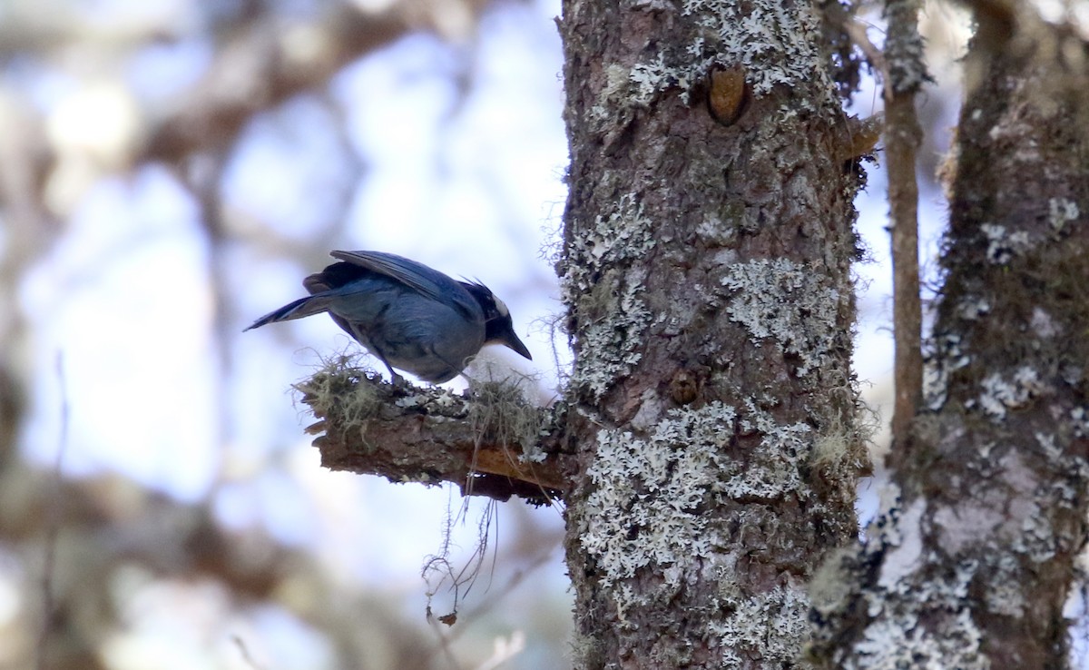 Steller's Jay (Middle American) - Jay McGowan