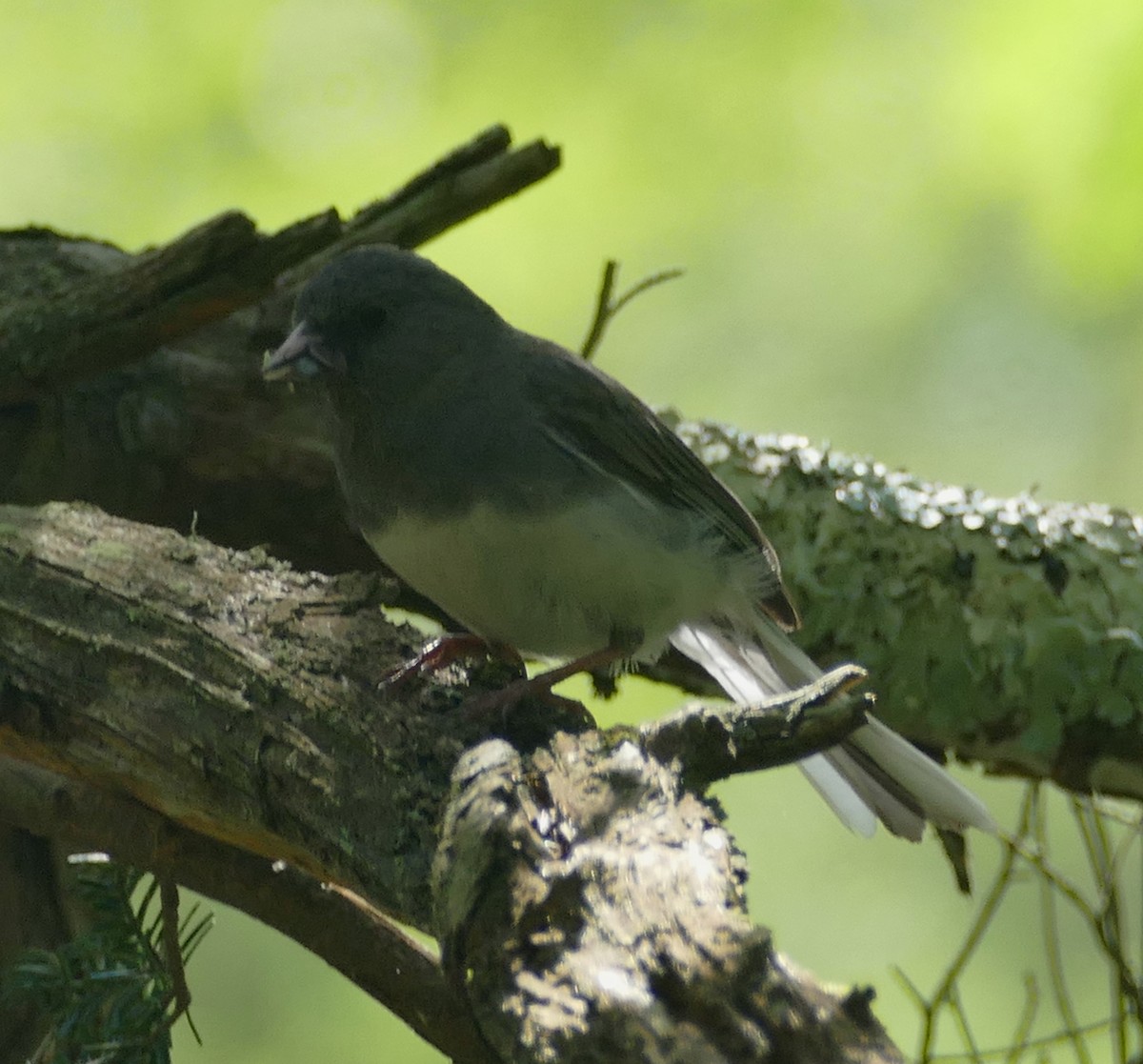 Dark-eyed Junco (Slate-colored) - ML163499791