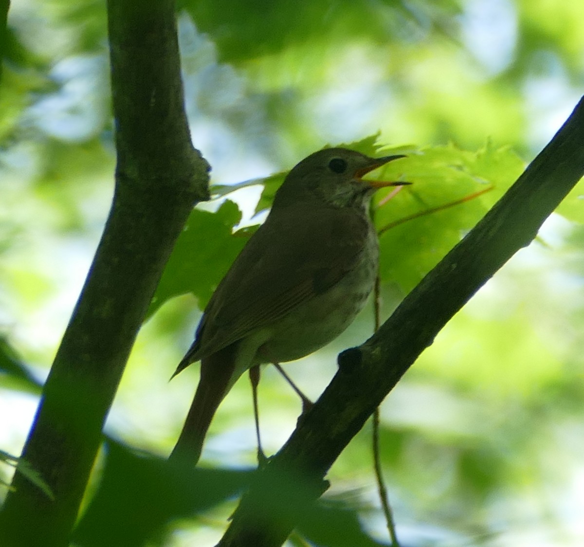 Hermit Thrush - ML163500591