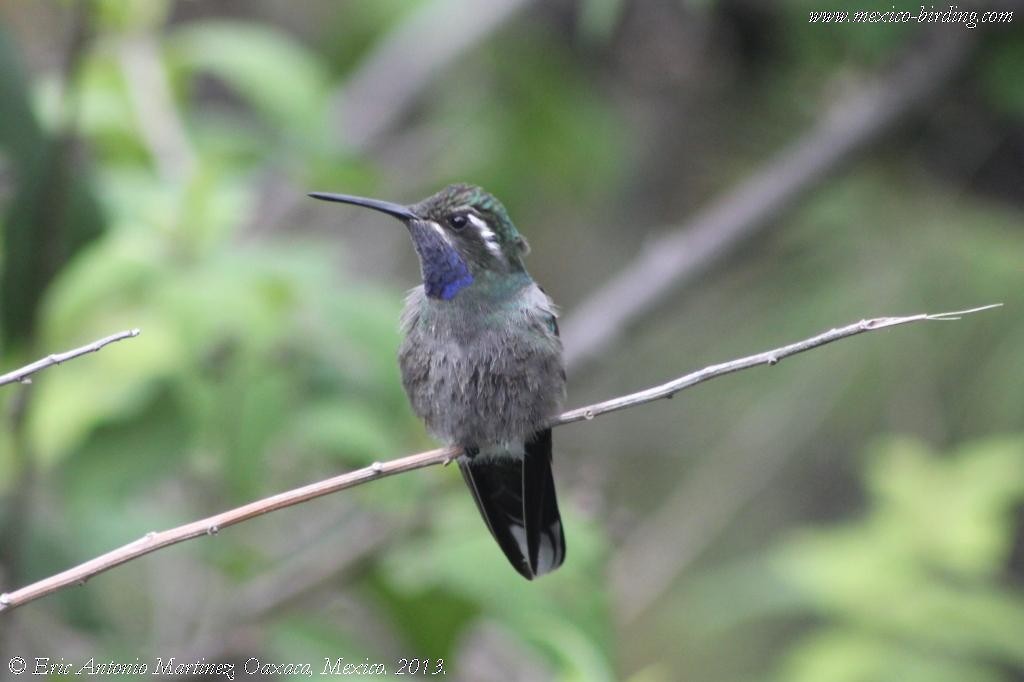 Blue-throated Mountain-gem - ML163500881