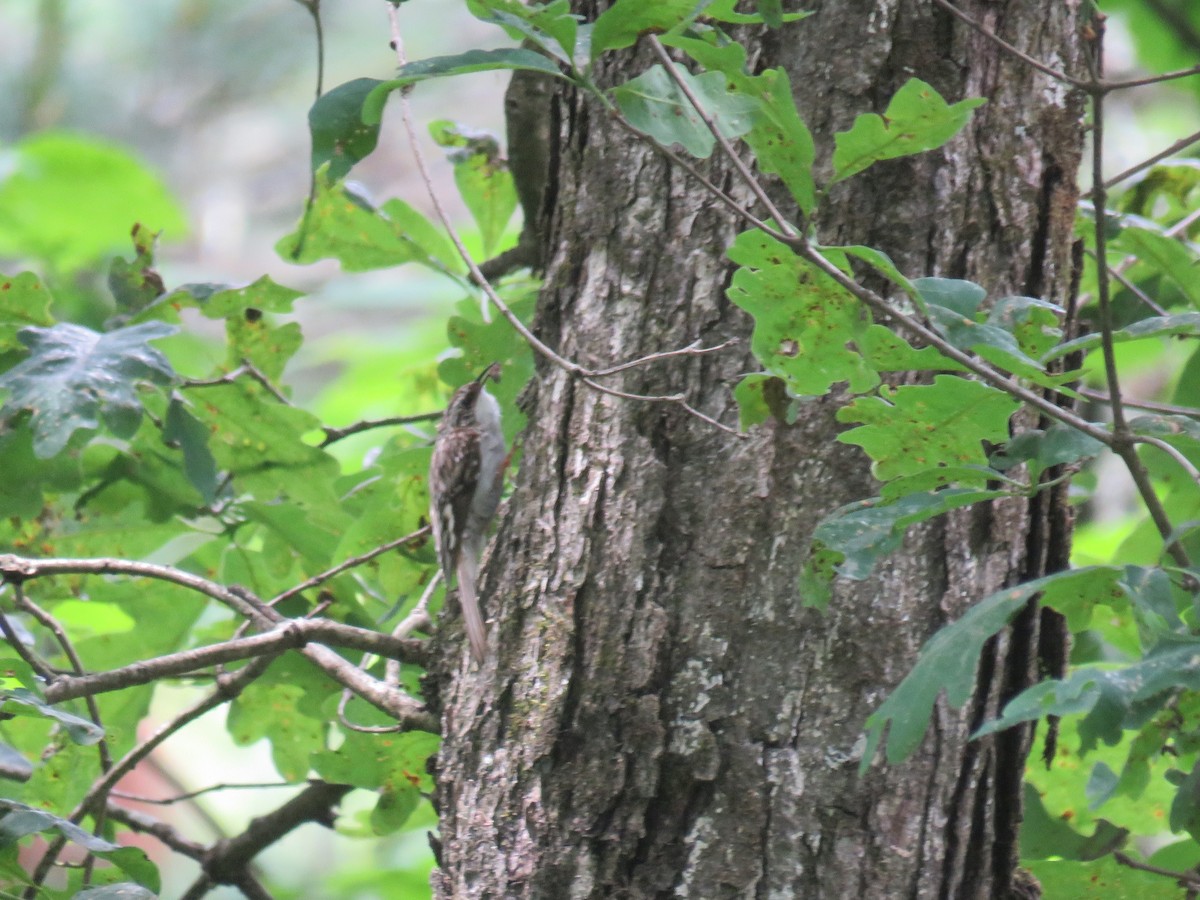 Brown Creeper - ML163501361