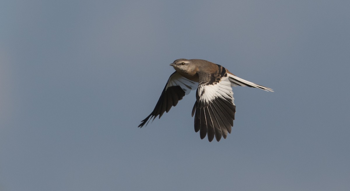 White-banded Mockingbird - Pablo Re