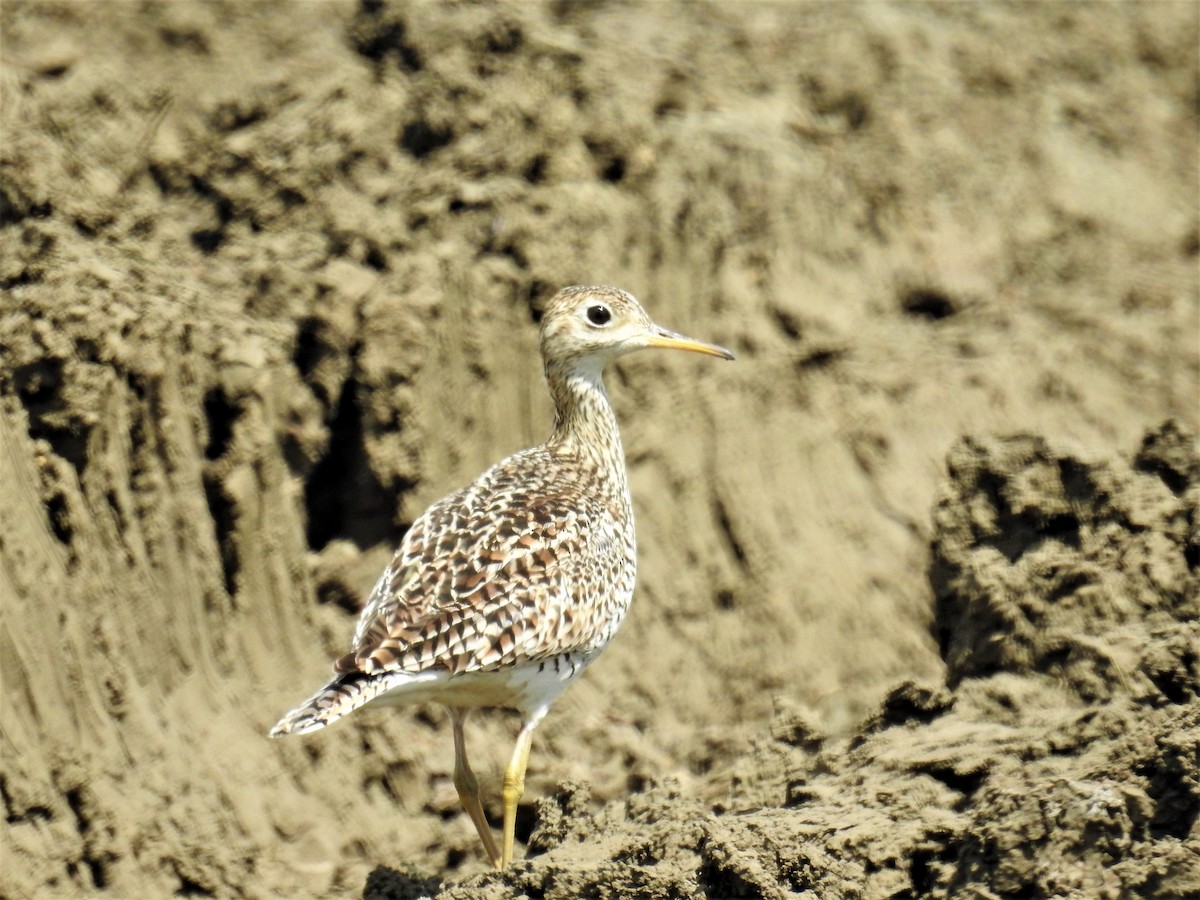 Upland Sandpiper - Tina Toth