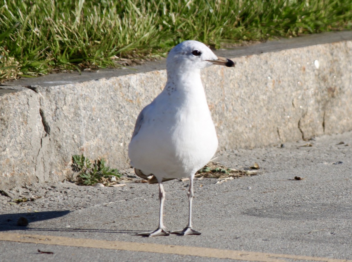 Ring-billed Gull - ML163505421