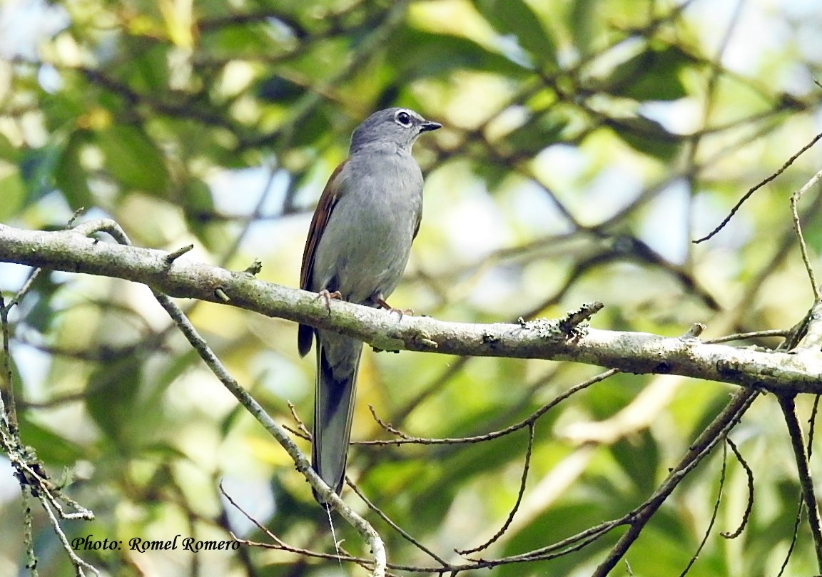 Brown-backed Solitaire - Romel Romero