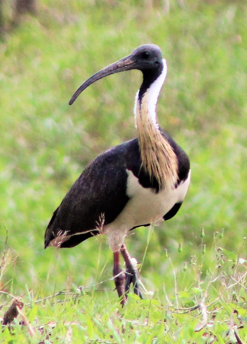 Straw-necked Ibis - ML163507721