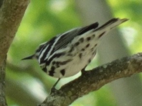 Black-and-white Warbler - ML163508011