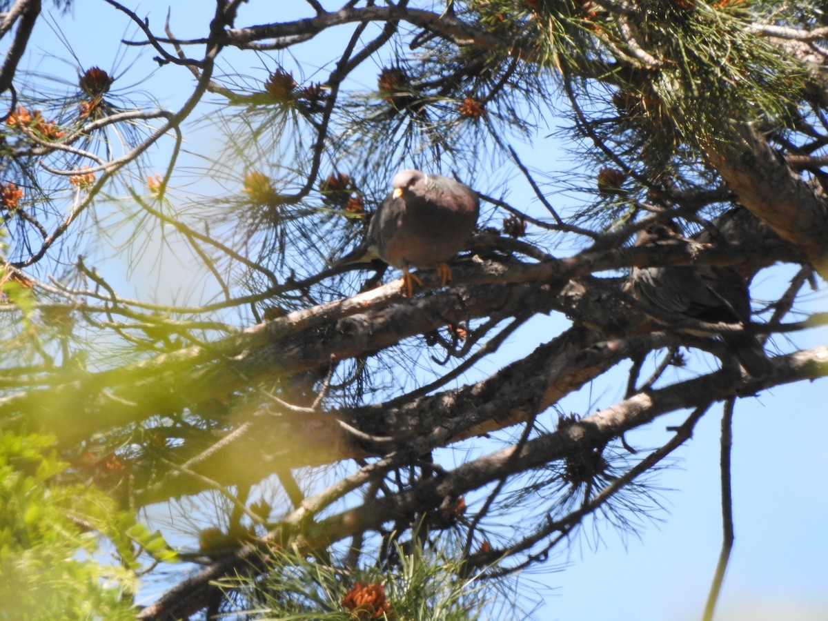 Band-tailed Pigeon - ML163509121