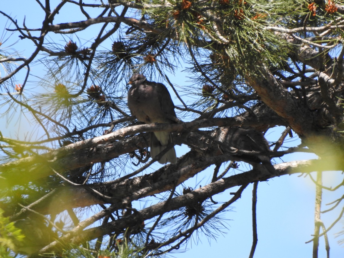 Band-tailed Pigeon - ML163509131