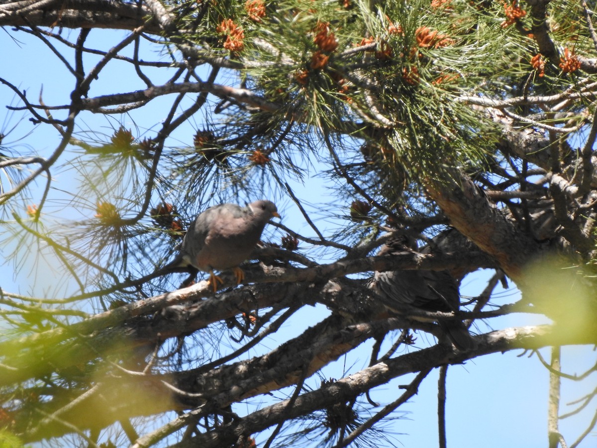 Band-tailed Pigeon - ML163509151