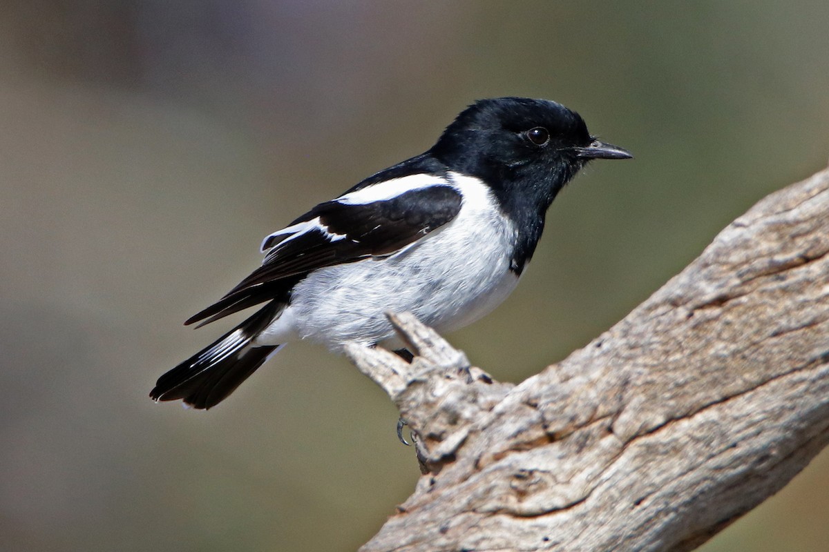 Hooded Robin - ML163509741