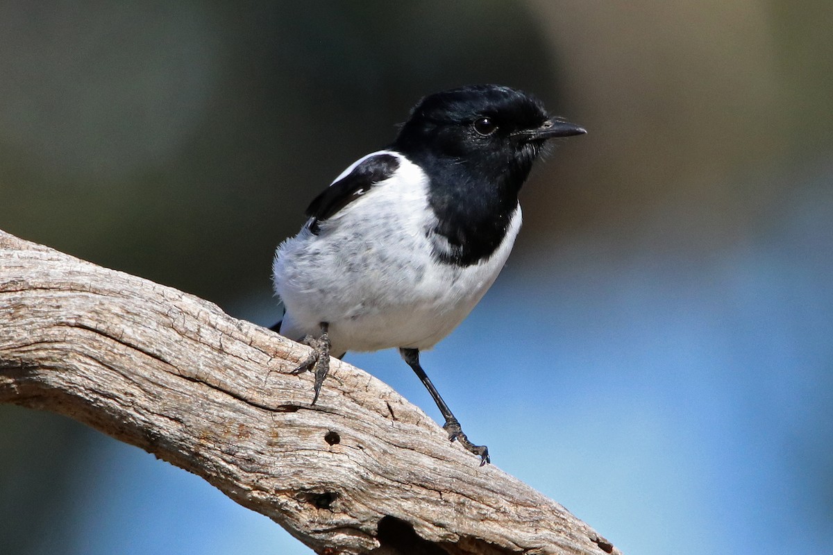 Hooded Robin - ML163509751