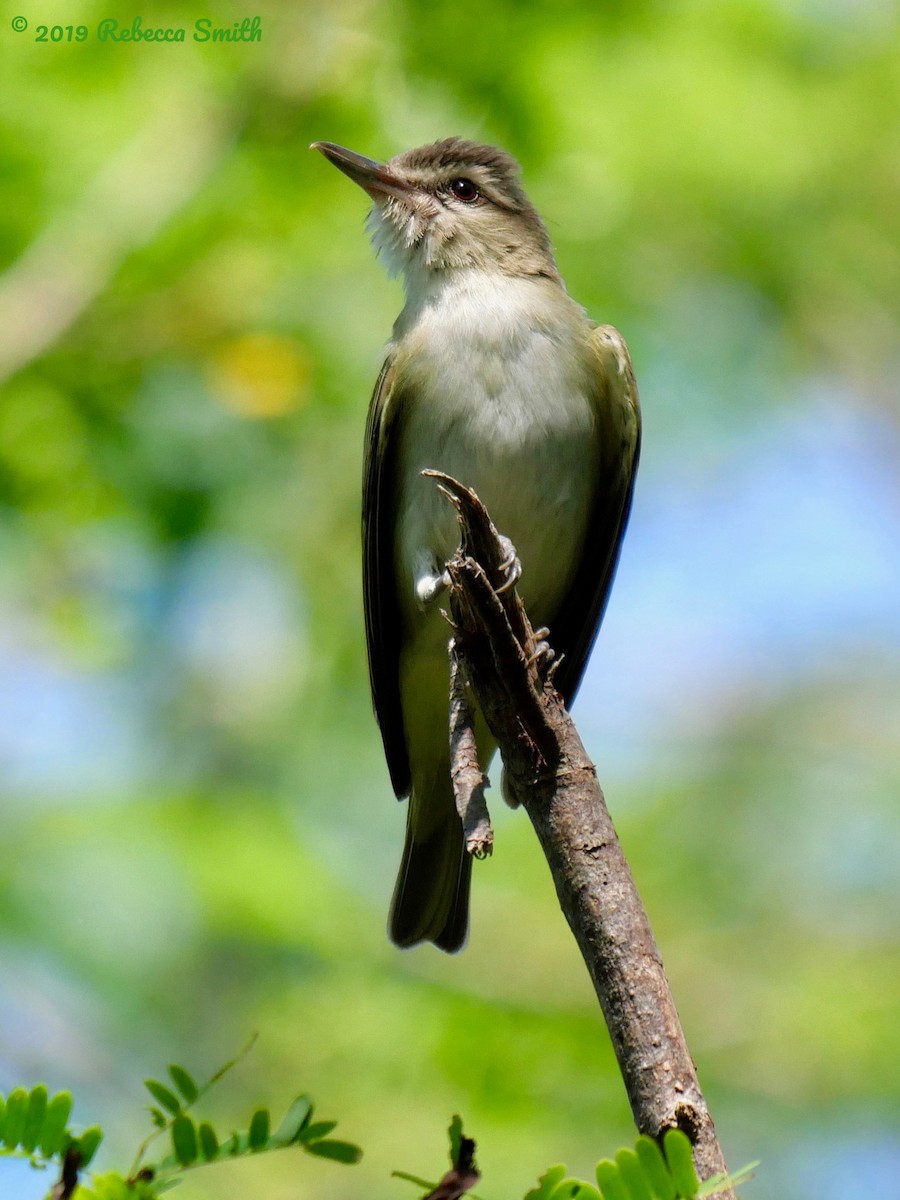 Black-whiskered Vireo - Gallus Quigley