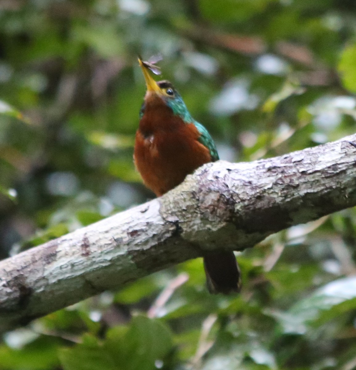 Yellow-billed Jacamar - ML163510181