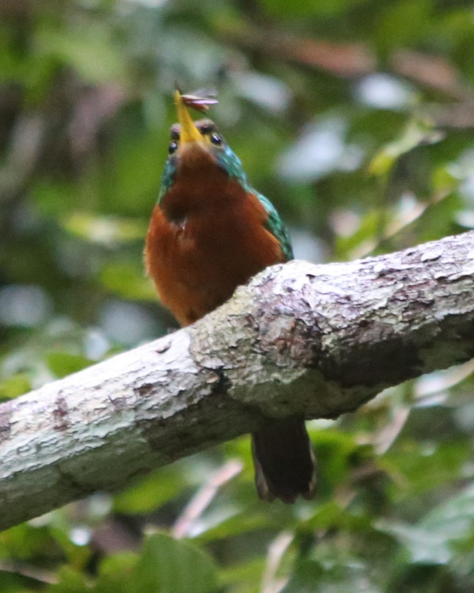 Yellow-billed Jacamar - ML163510301