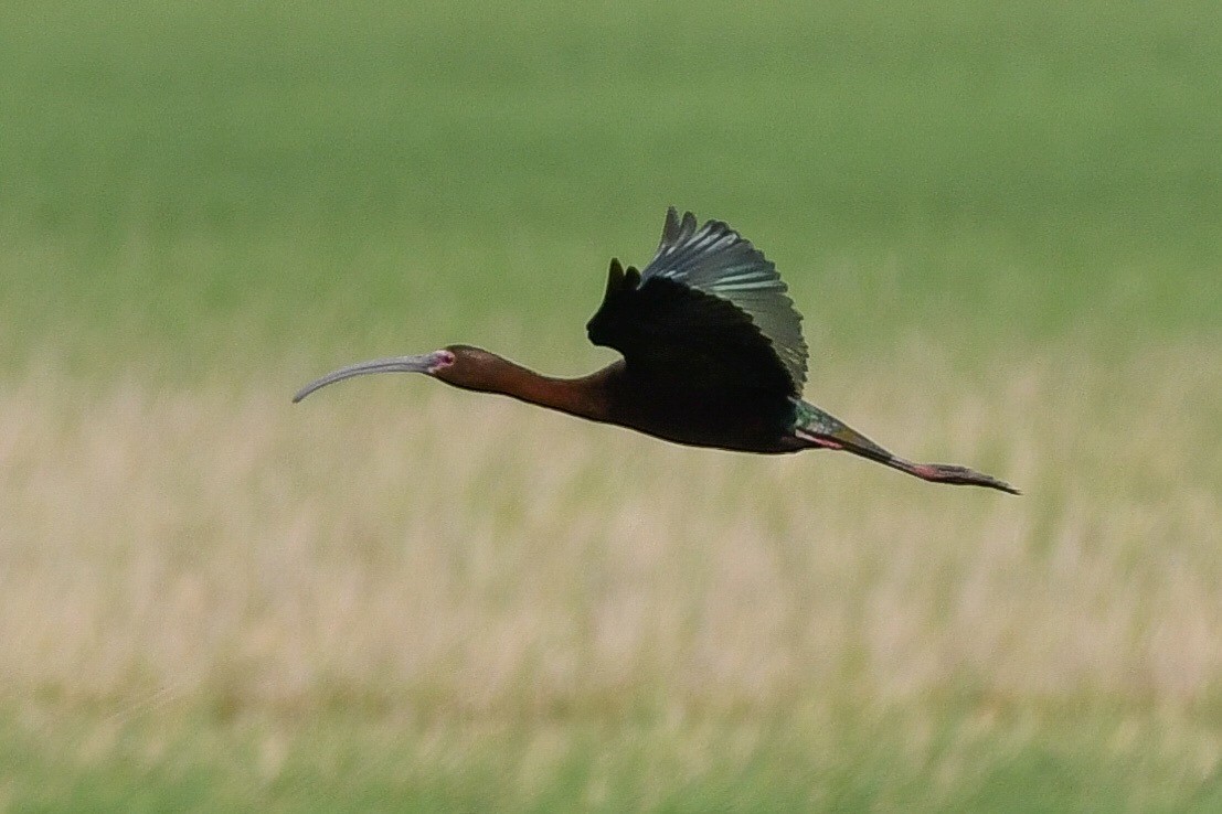 ibis americký - ML163512501