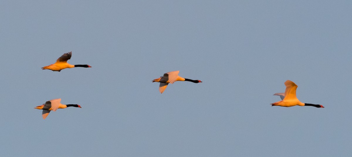 Cygne à cou noir - ML163513081