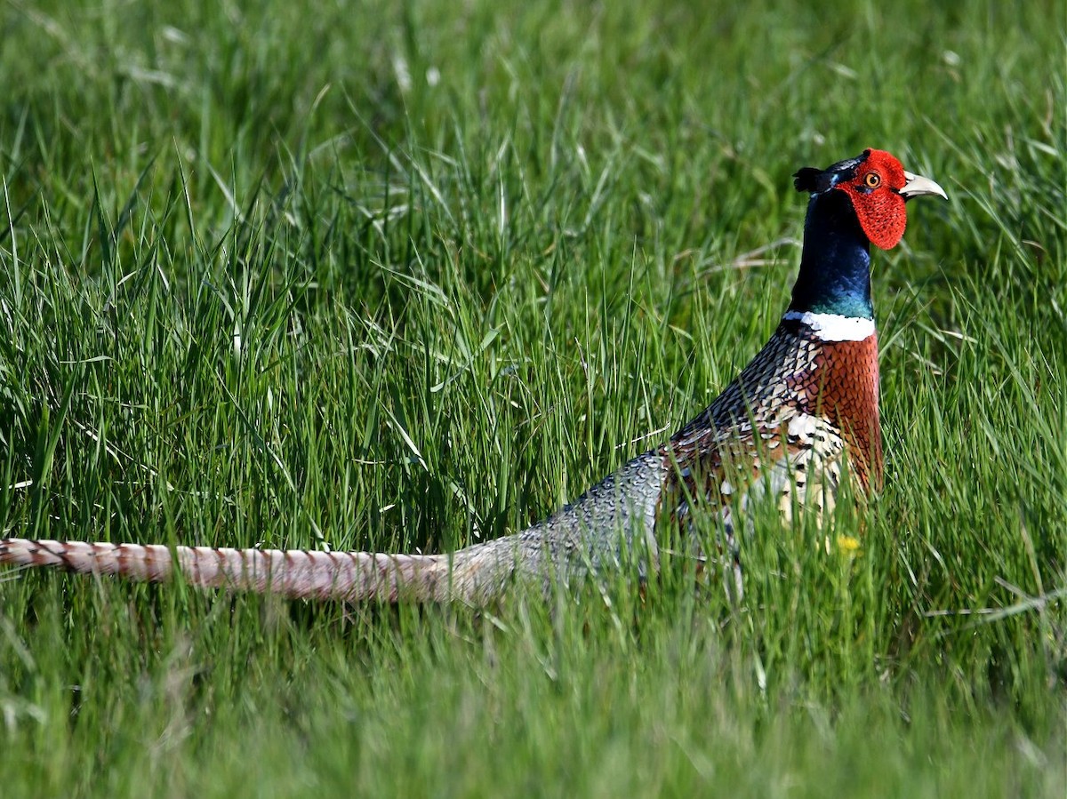 Ring-necked Pheasant - Jerry Chen