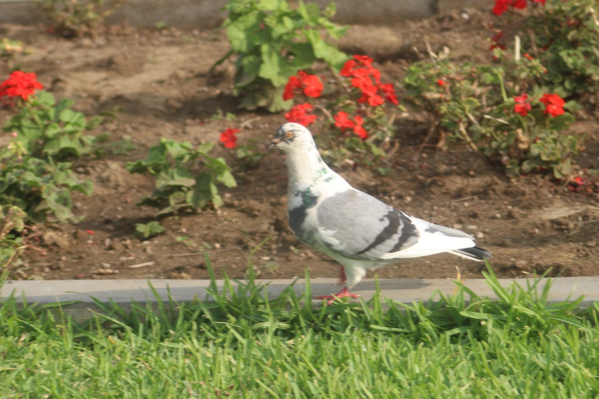 Rock Pigeon (Feral Pigeon) - ML163518711