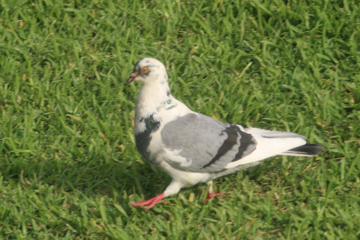 Rock Pigeon (Feral Pigeon) - ML163518811