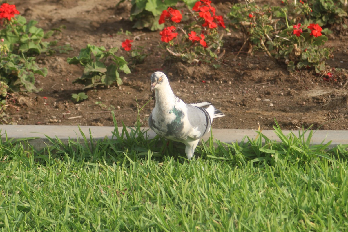 Rock Pigeon (Feral Pigeon) - ML163518821