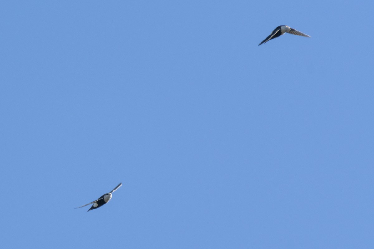 White-throated Swift - Gerry Meenaghan