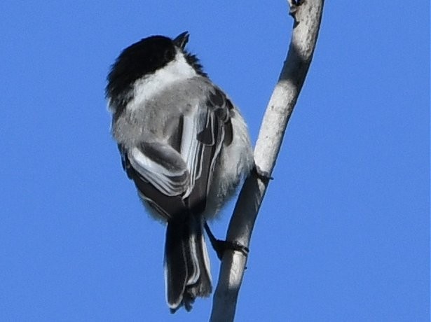 Black-capped Chickadee - ML163522051