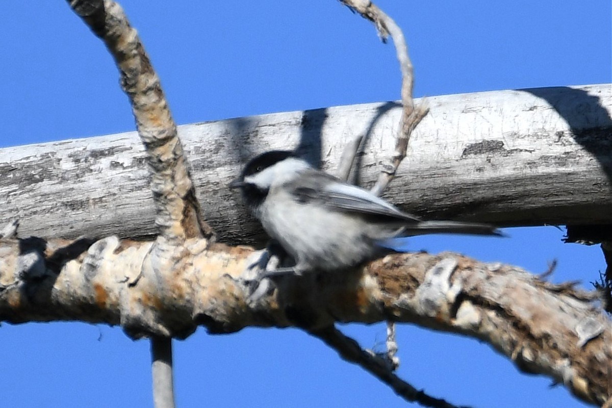 Mésange à tête noire - ML163522061