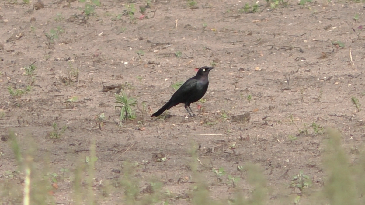 Brewer's Blackbird - ML163523211
