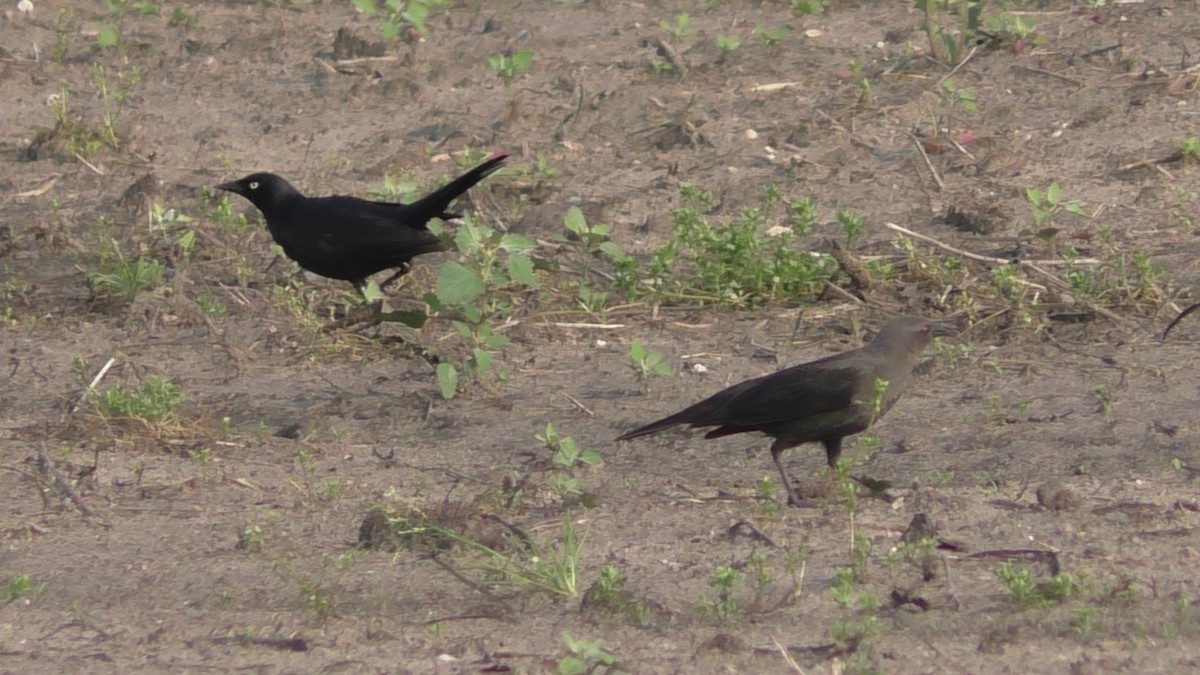 Brewer's Blackbird - ML163523241
