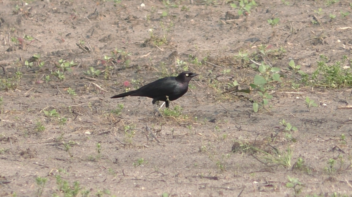 Brewer's Blackbird - ML163523261