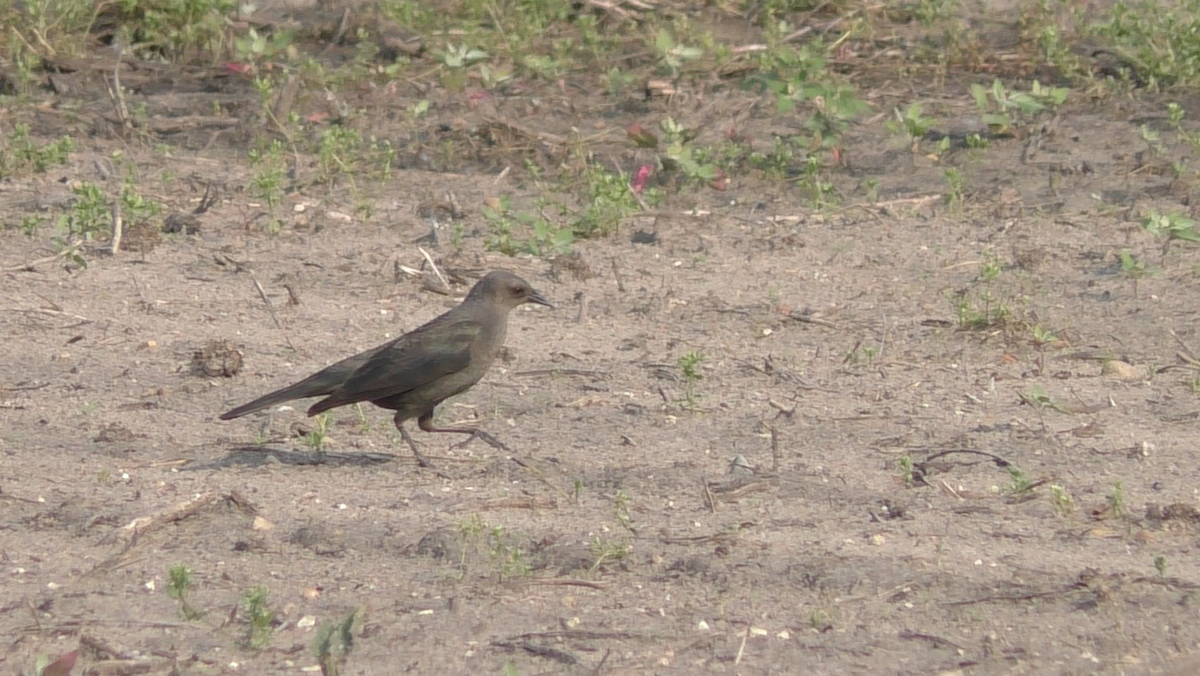 Brewer's Blackbird - ML163523271