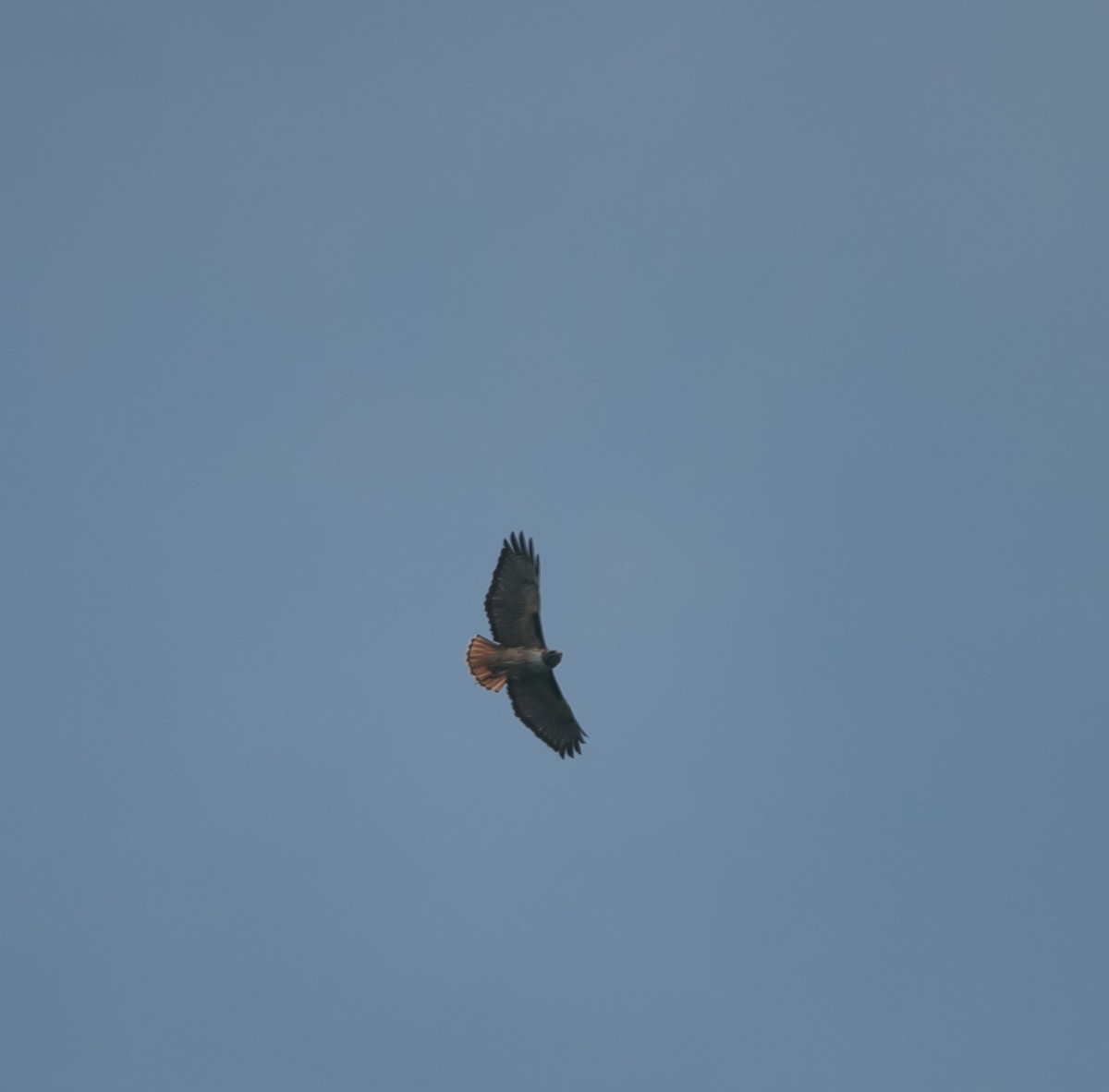 Red-tailed Hawk - ML163523281