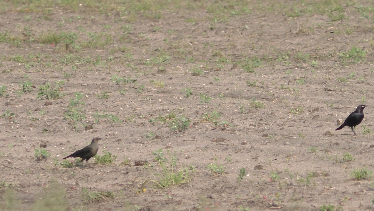 Brewer's Blackbird - ML163523301