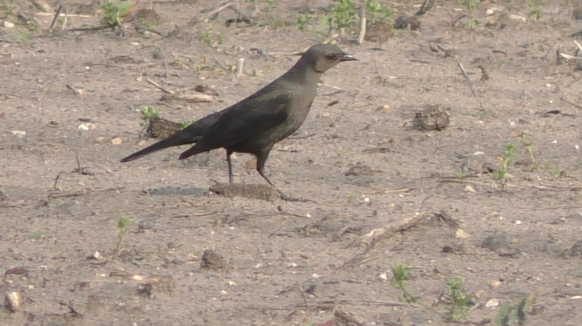 Brewer's Blackbird - ML163523321