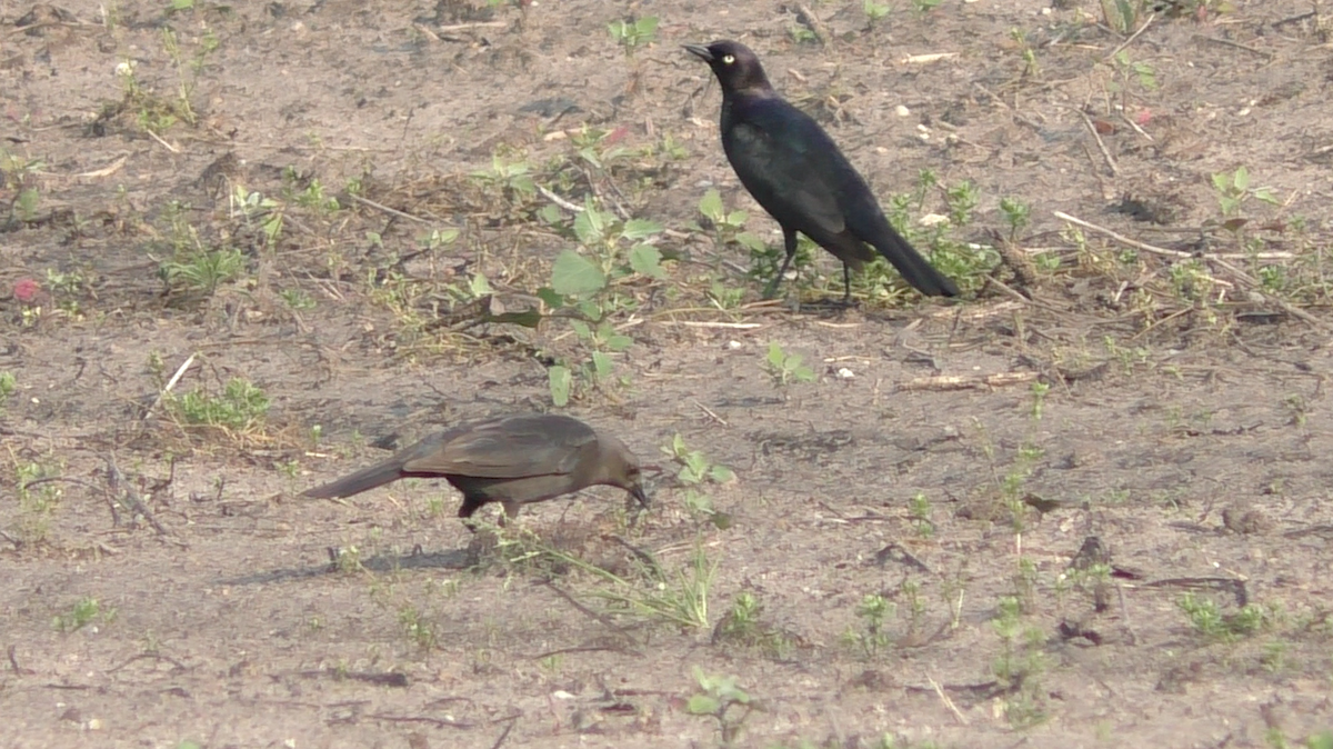 Brewer's Blackbird - ML163523421
