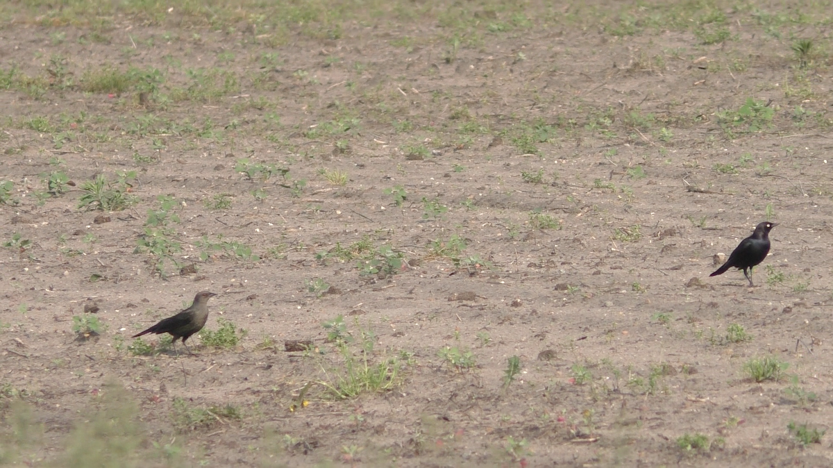 Brewer's Blackbird - ML163523441