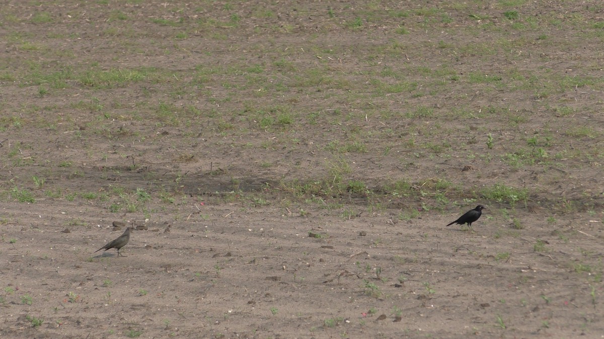 Brewer's Blackbird - ML163523451