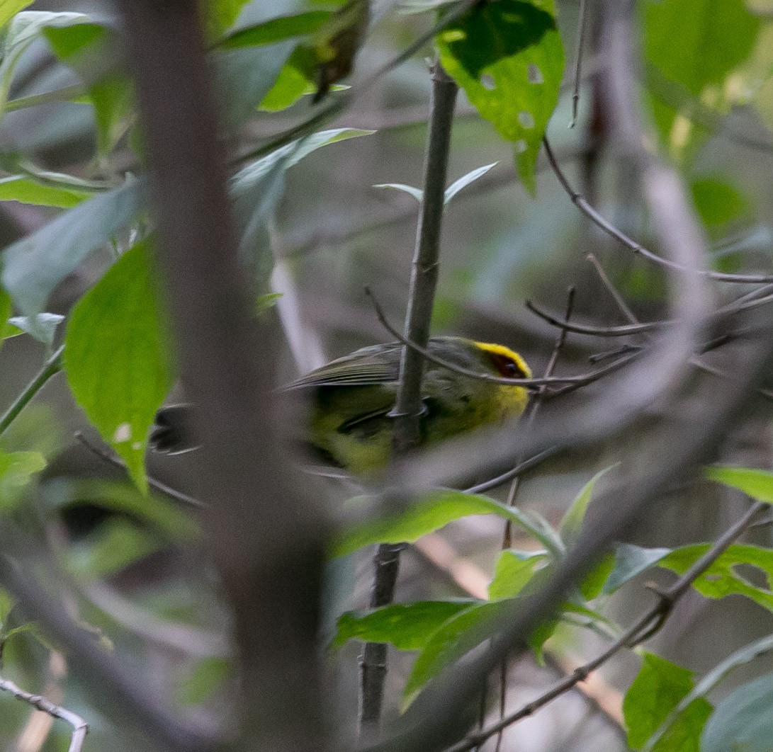 Golden-browed Warbler - ML163524161