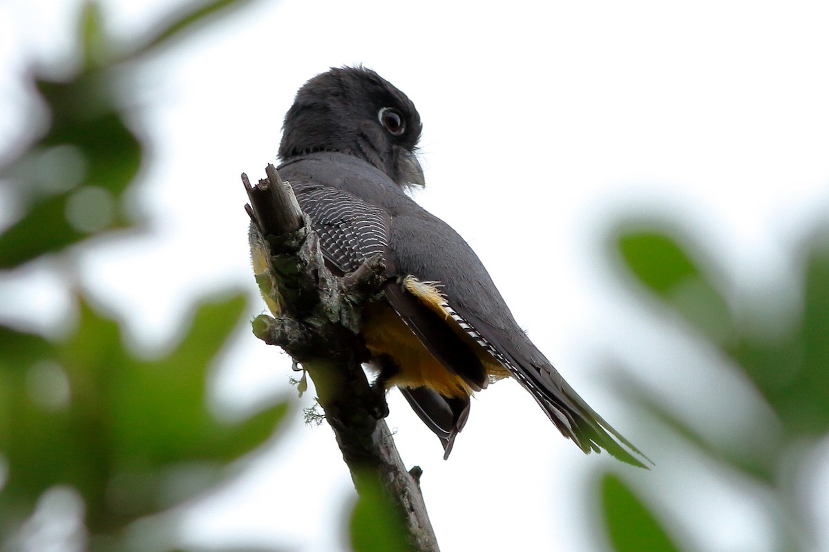 Gartered Trogon - ML163525611