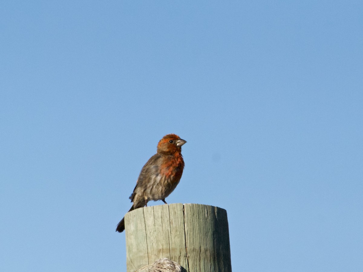 House Finch - ML163526521