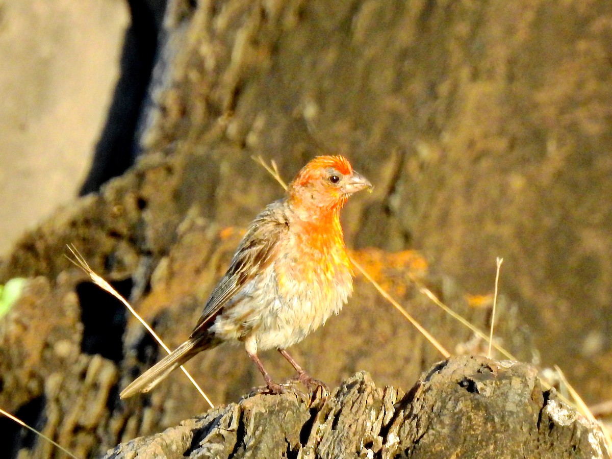 House Finch - ML163526631