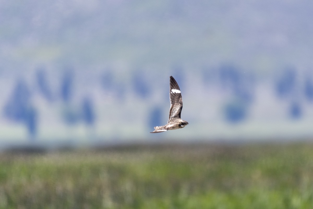 Common Nighthawk - Gerry Meenaghan