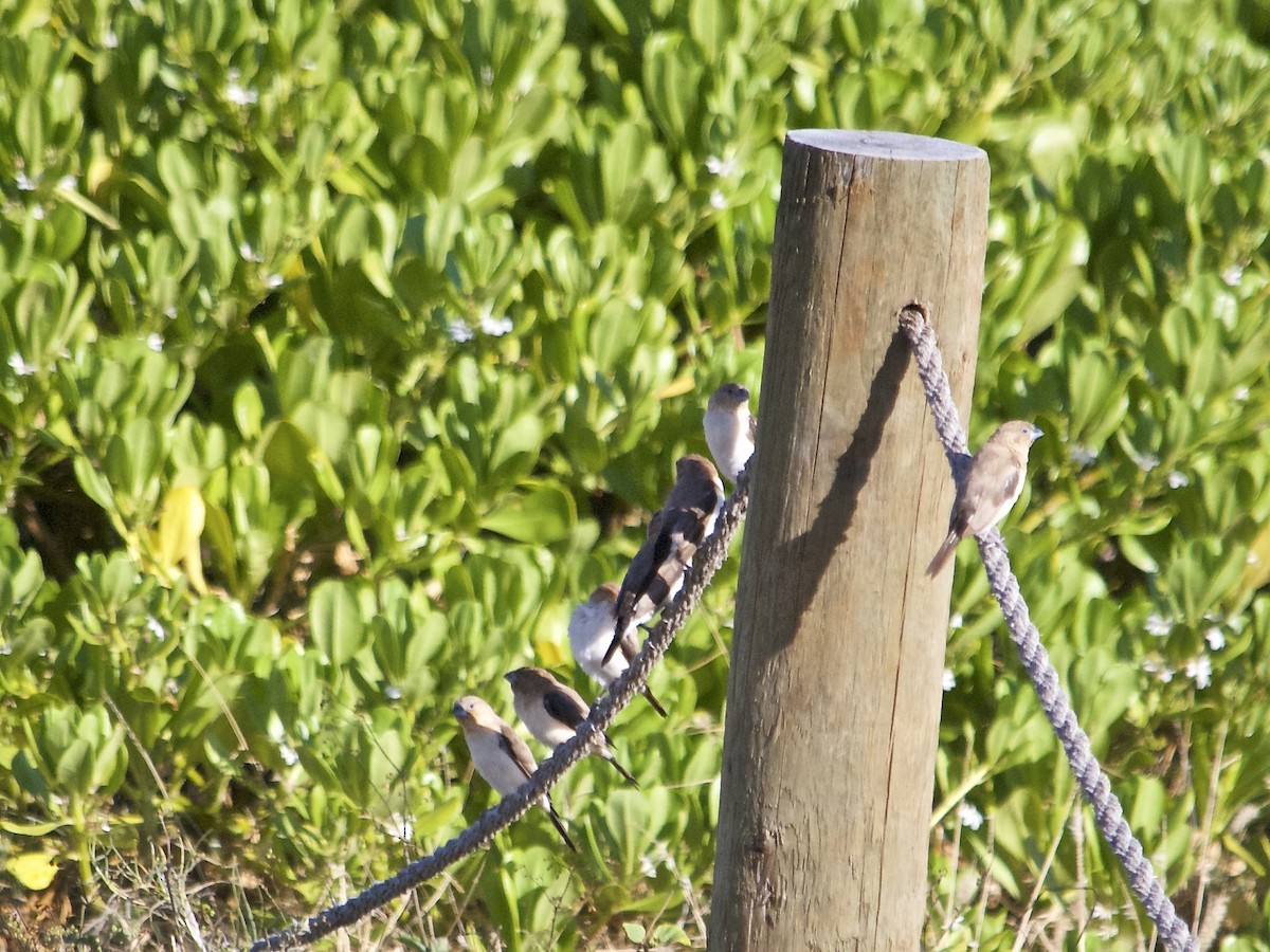 African Silverbill - ML163527341