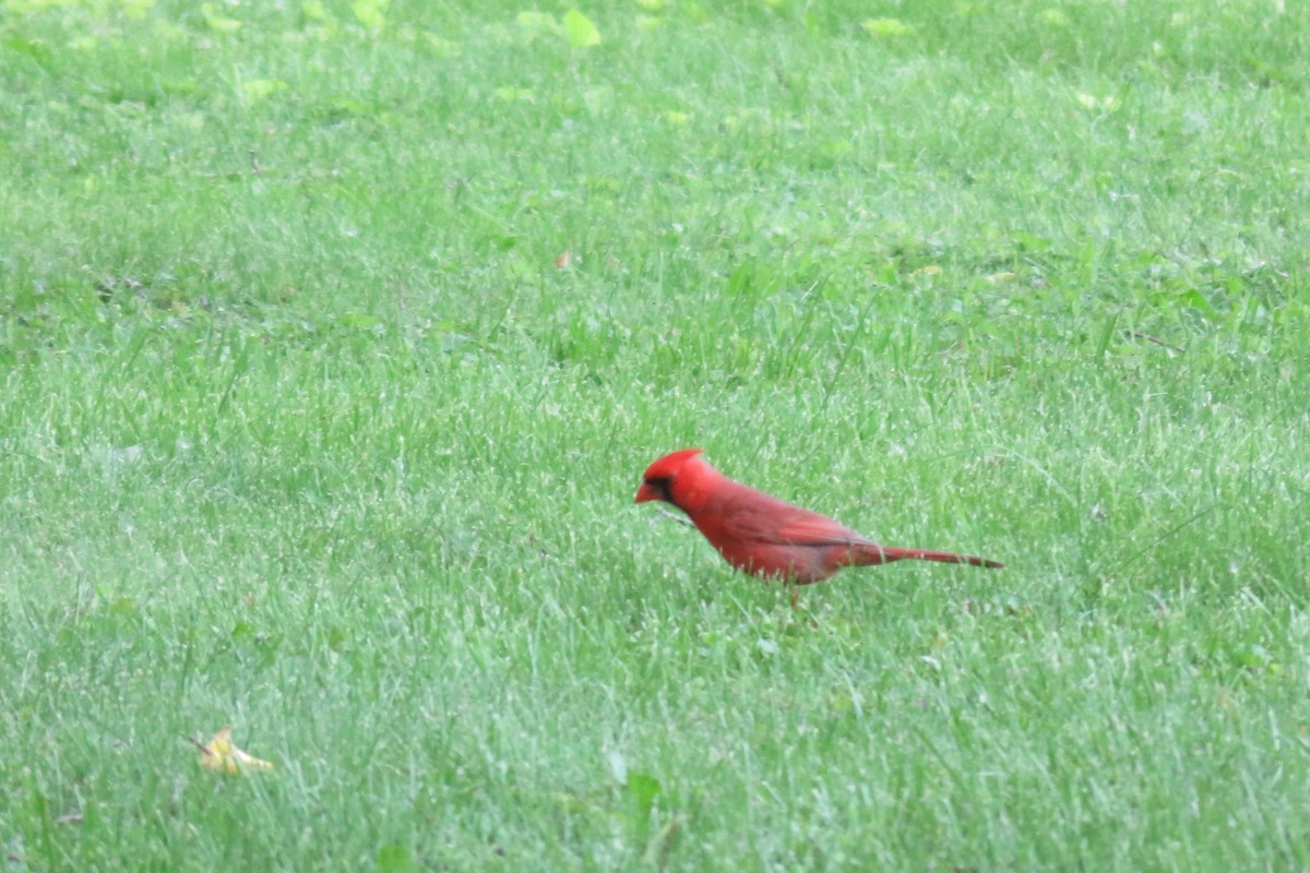 Northern Cardinal - rob andrade