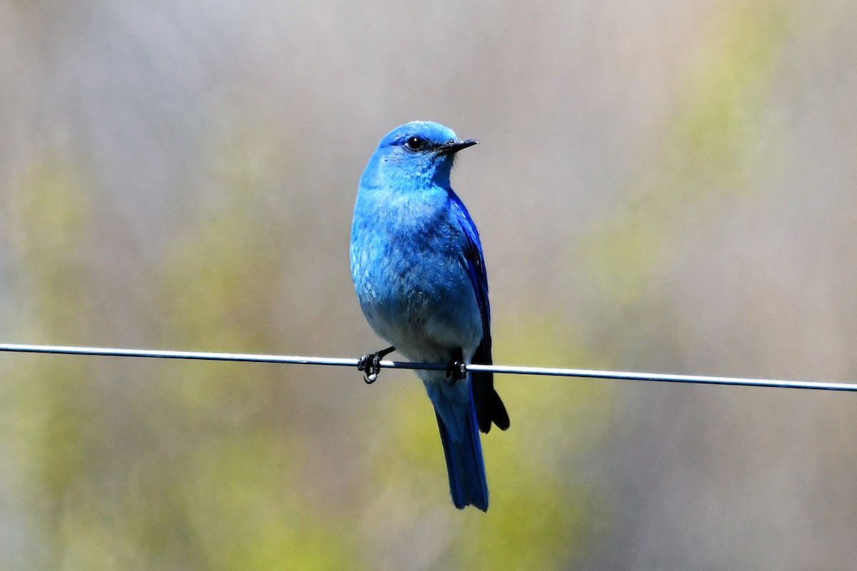 Mountain Bluebird - Jerry Chen