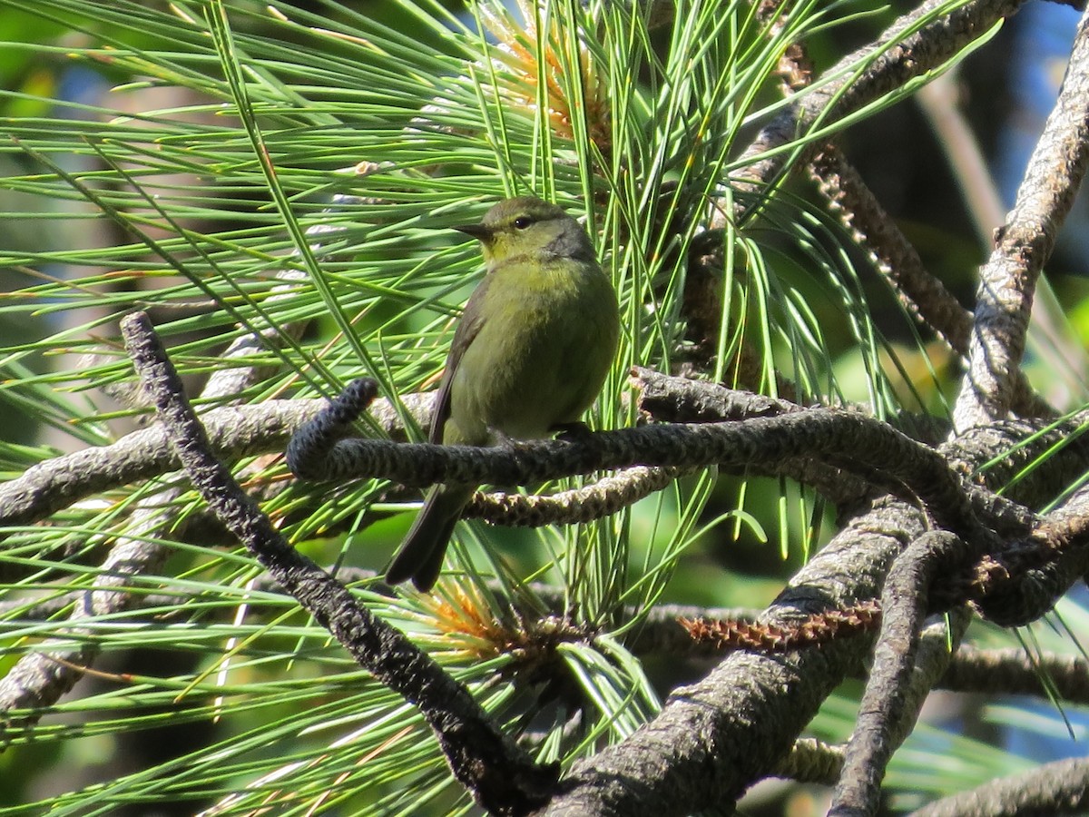 Orange-crowned Warbler - ML163529961