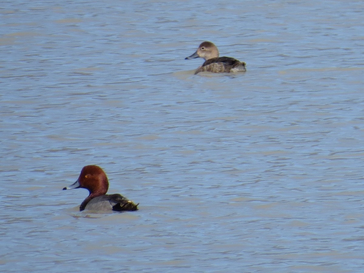 Redhead - Pam Otley