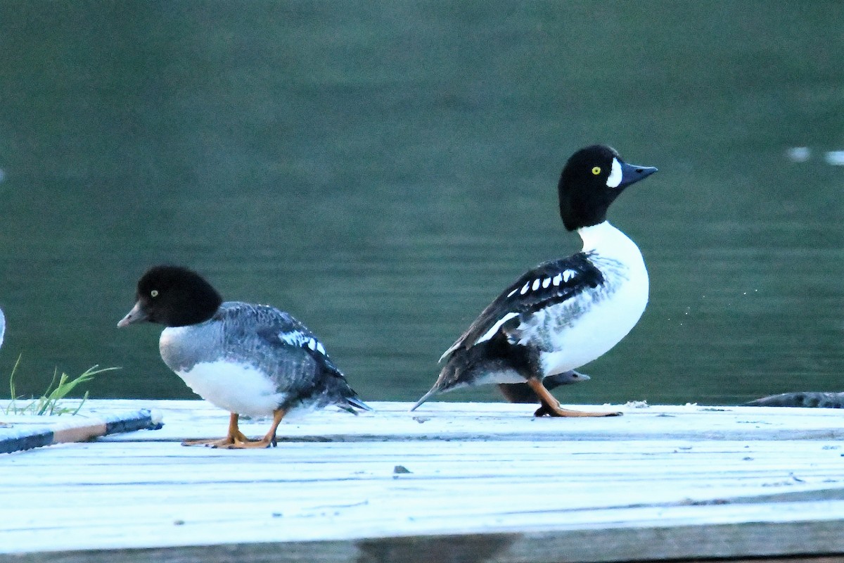 Barrow's Goldeneye - ML163530471